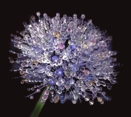 Sheer Beautiful Pictures to Cheer You Up