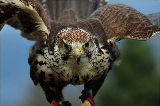 Sheer Beautiful Pictures to Cheer You Up