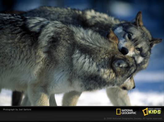 Amazing Net Geo Photos of the Day