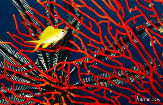 Red: An Integral Part of Human Emotion