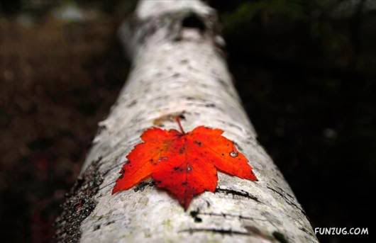 Red: An Integral Part of Human Emotion