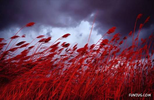 Red: An Integral Part of Human Emotion