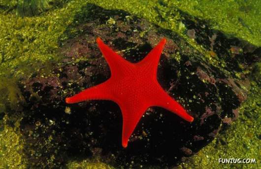 Red: An Integral Part of Human Emotion