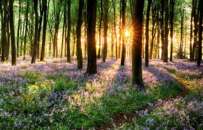 15 Most Beautiful Pictures From The Spring Season