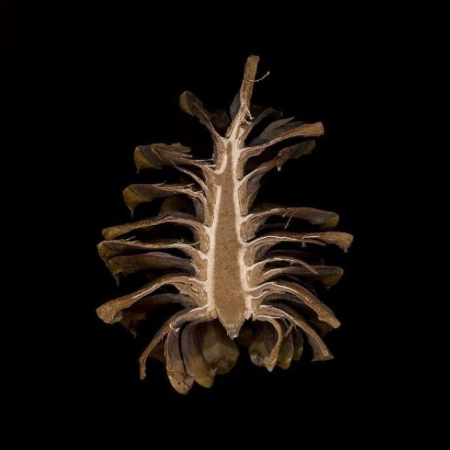 20 Products And Their Cross Sections You've Never Seen Before