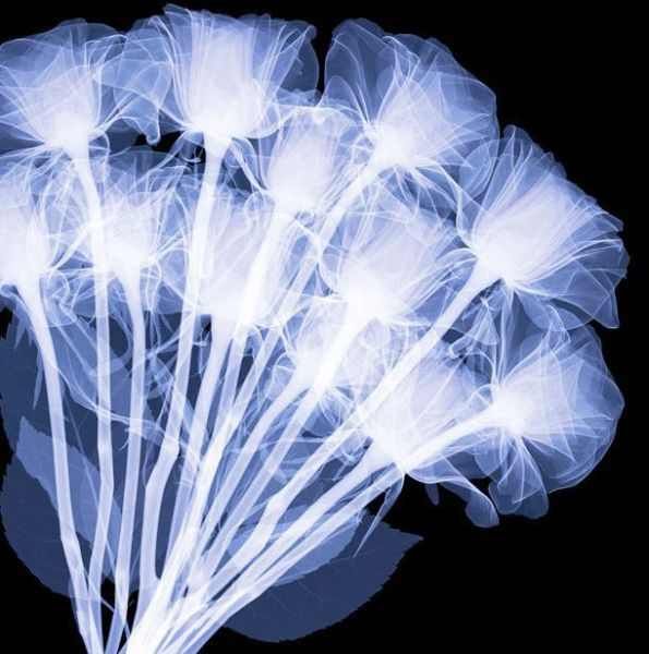 Amazing X-Ray Images Of Flowers