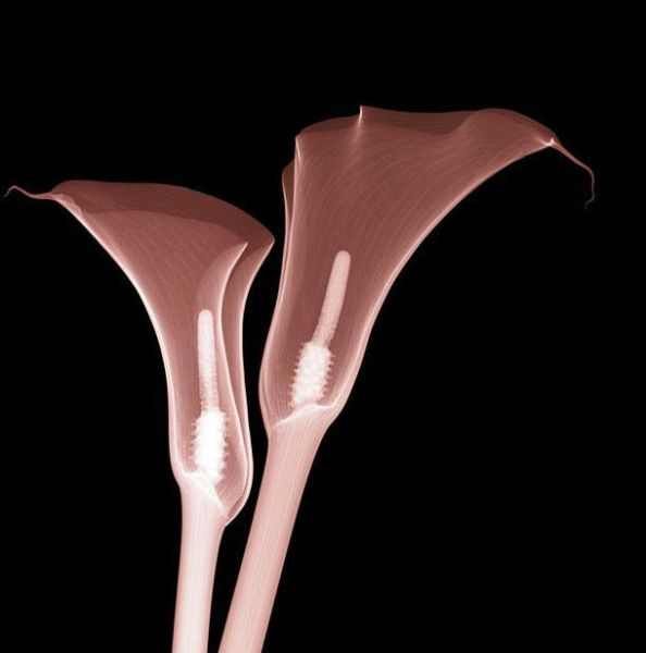 Amazing X-Ray Images Of Flowers