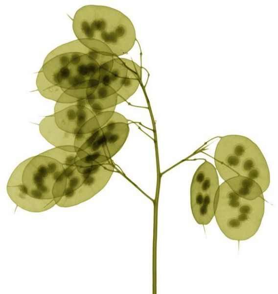 Amazing X-Ray Images Of Flowers
