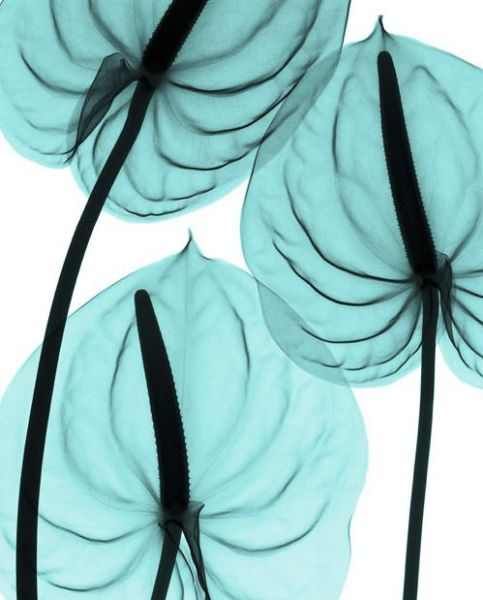 Amazing X-Ray Images Of Flowers