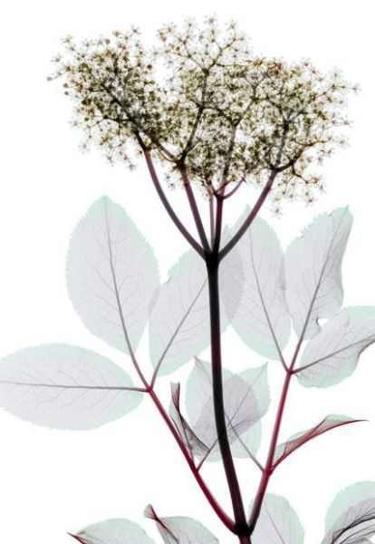 Amazing X-Ray Images Of Flowers