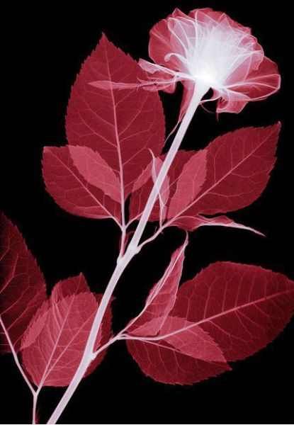 Amazing X-Ray Images Of Flowers