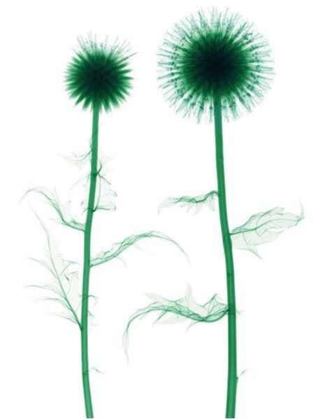 Amazing X-Ray Images Of Flowers