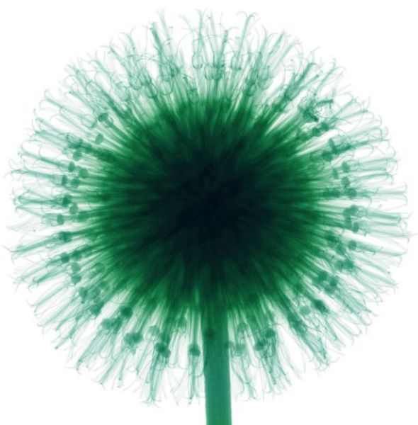 Amazing X-Ray Images Of Flowers