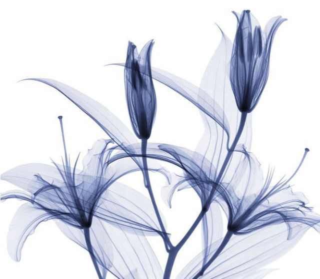 Amazing X-Ray Images Of Flowers