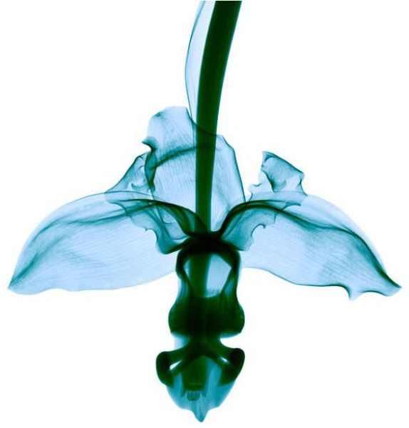 Amazing X-Ray Images Of Flowers