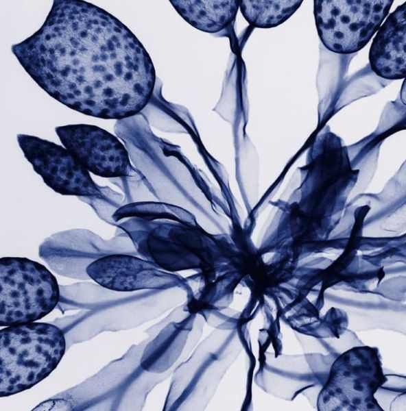 Amazing X-Ray Images Of Flowers