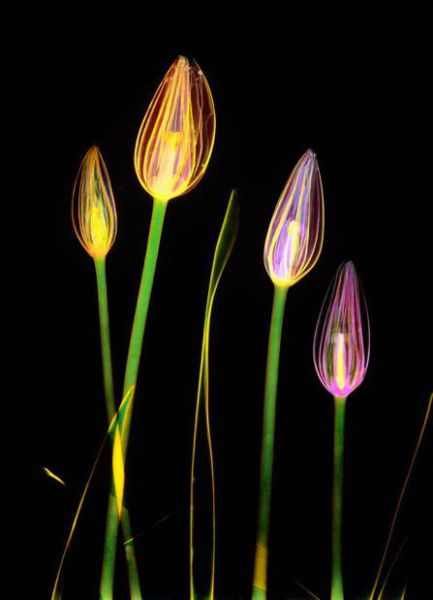Amazing X-Ray Images Of Flowers