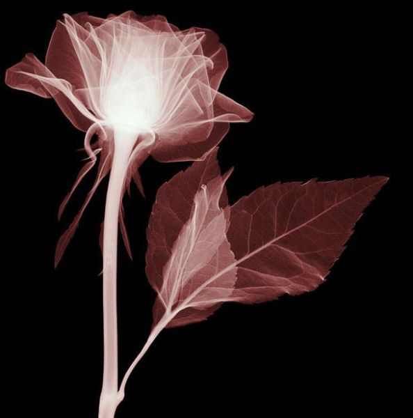 Amazing X-Ray Images Of Flowers