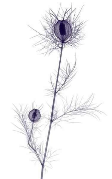 Amazing X-Ray Images Of Flowers