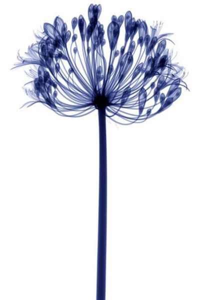 Amazing X-Ray Images Of Flowers