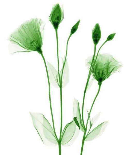 Amazing X-Ray Images Of Flowers